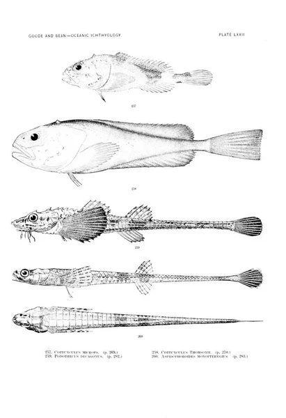 Illustration Poissons Ancienne Image — Photo