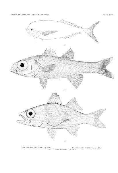 Illustration Poissons Ancienne Image — Photo