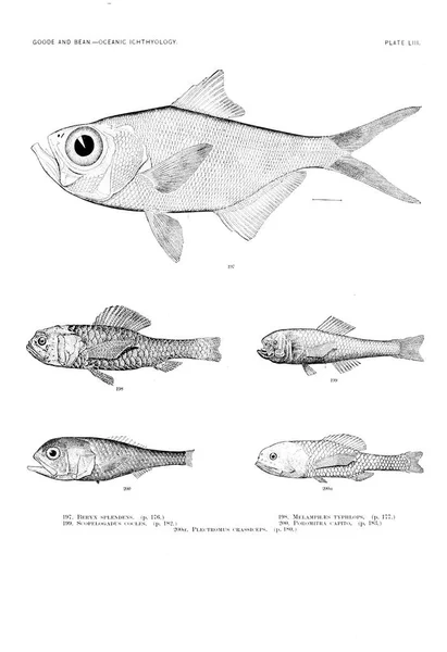 Illustration Poissons Ancienne Image — Photo