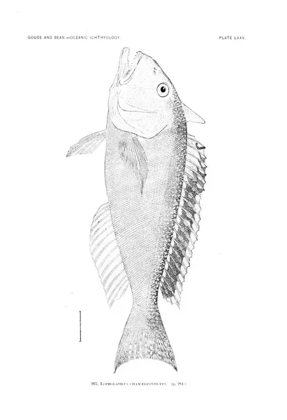 Illustration Fisk Gamla Bilden — Stockfoto