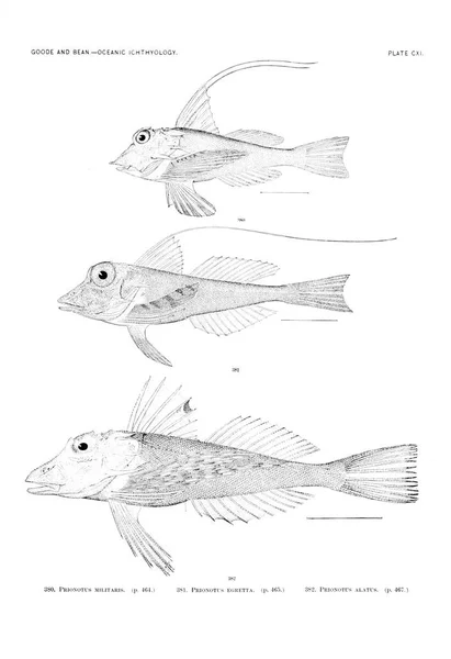 Illustration Poissons Ancienne Image — Photo