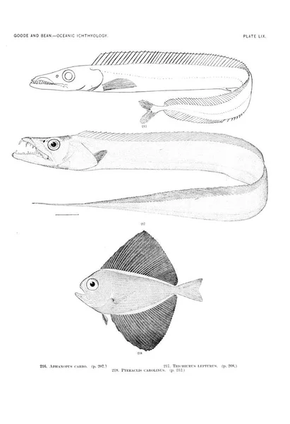 Illustration Poissons Ancienne Image — Photo