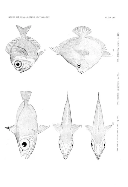 Balık Illustration Eski Resim — Stok fotoğraf