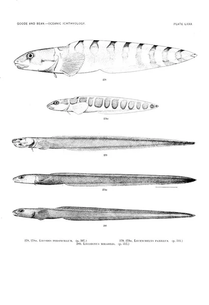 Ilustracja Ryby Stary Obraz — Zdjęcie stockowe