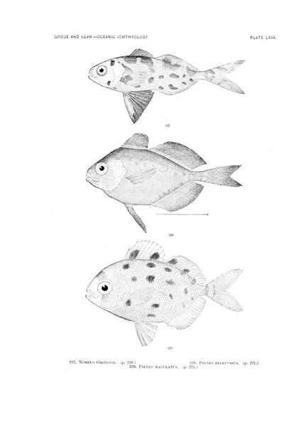 Illustration Poissons Ancienne Image — Photo