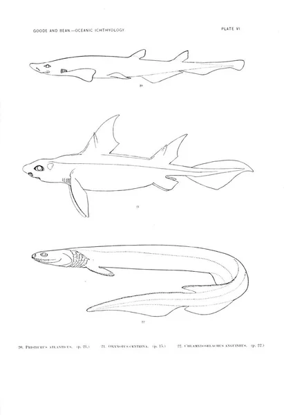 Illustrazione Dei Pesci Vecchia Immagine — Foto Stock