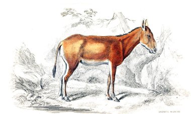 Illustration at. Eski resim