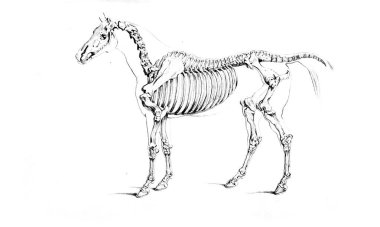 Illustration at. Eski resim