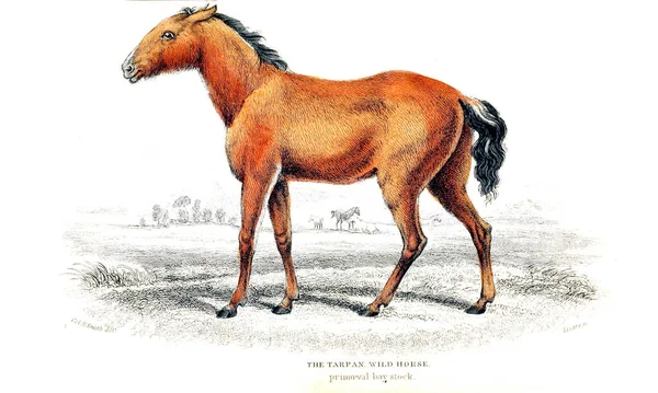 Illustration Horse Old Image — Stock Photo, Image