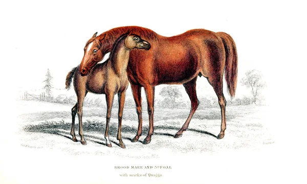 Illustration Horse Old Image — Stock Photo, Image