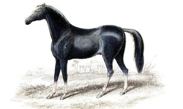 Obrázek Koně Starý Obrázek — Stock fotografie