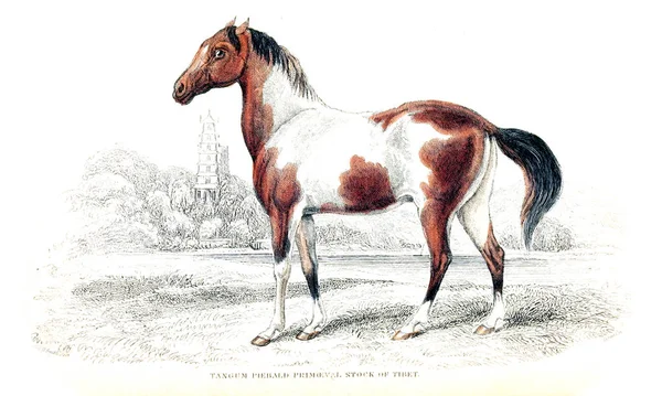 Ilustración Caballo Imagen Antigua — Foto de Stock