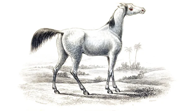 Illustration Cheval Ancienne Image — Photo