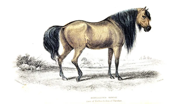 Ilustração Cavalo Imagem Antiga — Fotografia de Stock