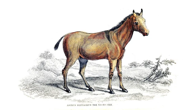 Ilustración Caballo Imagen Antigua — Foto de Stock