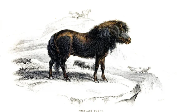 Ilustracja Koń Stary Obraz — Zdjęcie stockowe