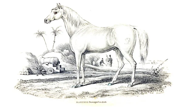 Ilustración Caballo Imagen Antigua — Foto de Stock