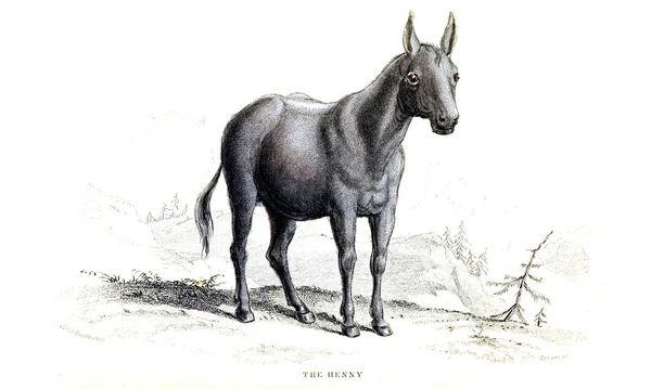 Esimerkki Hevosesta Vanha Kuva — kuvapankkivalokuva
