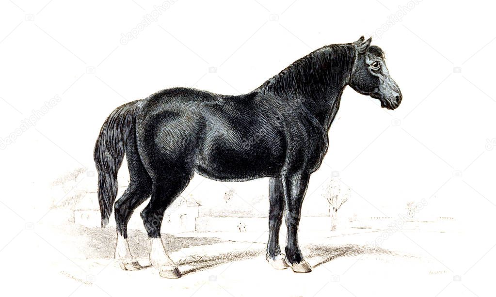illustration of horse. Old image