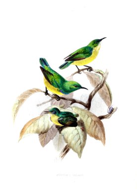 Kuş Illustration. Eski resim