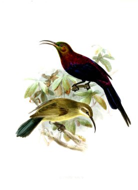 Kuş Illustration. Eski resim