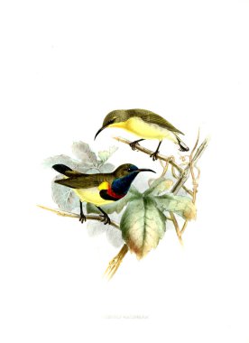 Kuş Illustration. Eski resim