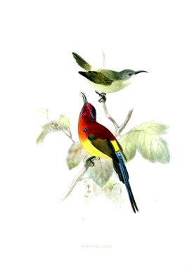 Kuş Illustration. Eski resim