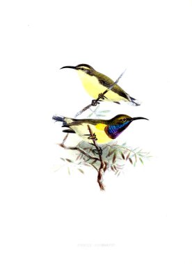 Kuş Illustration. Eski resim