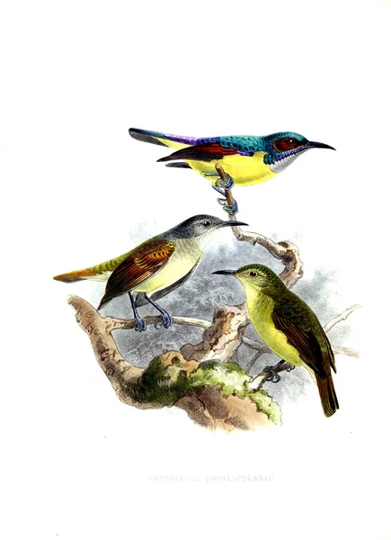 Ilustración Aves Imagen Antigua — Foto de Stock