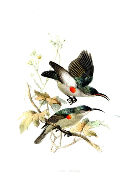 Ilustração Pássaro Imagem Antiga — Fotografia de Stock