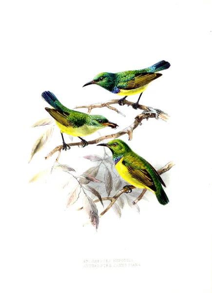 Ilustracja Ptaków Stary Wizerunek — Zdjęcie stockowe