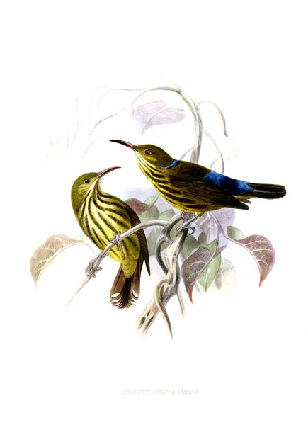 Ilustração Pássaro Imagem Antiga — Fotografia de Stock