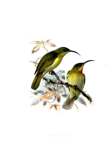 Ilustrace Ptáka Starý Obrázek — Stock fotografie