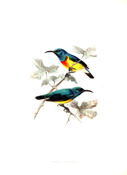 Ilustración Aves Imagen Antigua —  Fotos de Stock