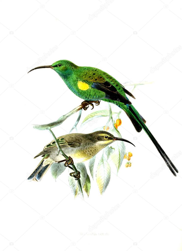 Illustration of bird. Old image