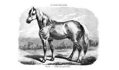 Illustration at. Eski resim