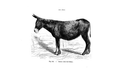 Illustration at. Eski resim