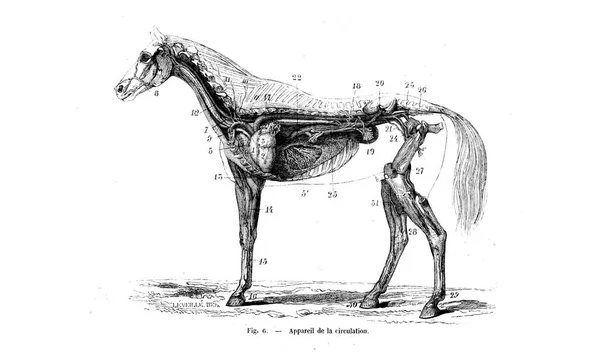 Illustrazione Cavallo Vecchia Immagine — Foto Stock