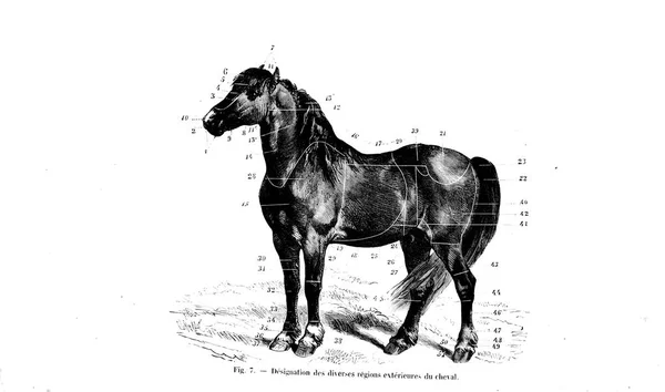 Illustration Cheval Ancienne Image — Photo