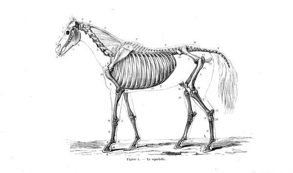 Illustration Horse Old Image — Stock Photo, Image