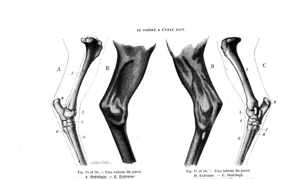 Illustration Häst Gamla Bilden — Stockfoto