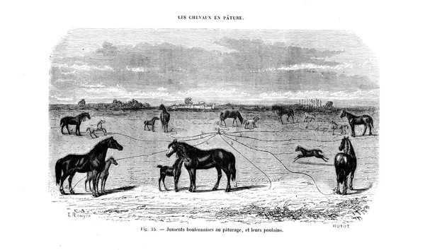 Ilustração Cavalo Imagem Antiga — Fotografia de Stock