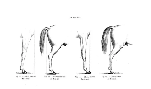 Illustratie Van Een Paard Oude Beeld — Stockfoto