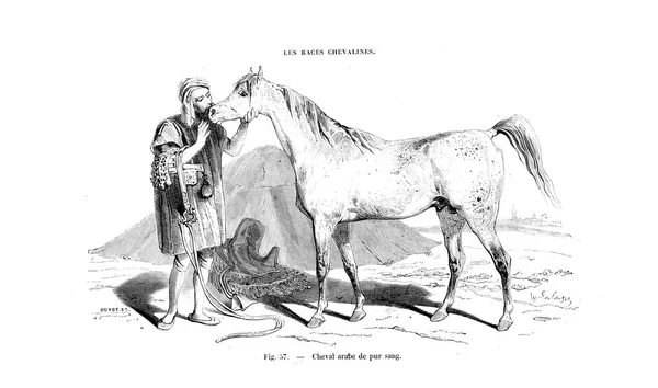 Illustration Cheval Ancienne Image — Photo