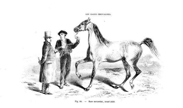 Ilustración Caballo Imagen Antigua — Foto de Stock