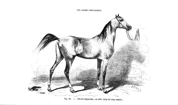 Obrázek Koně Starý Obrázek — Stock fotografie