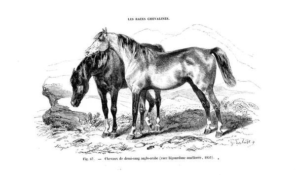 Illustration Cheval Ancienne Image — Photo