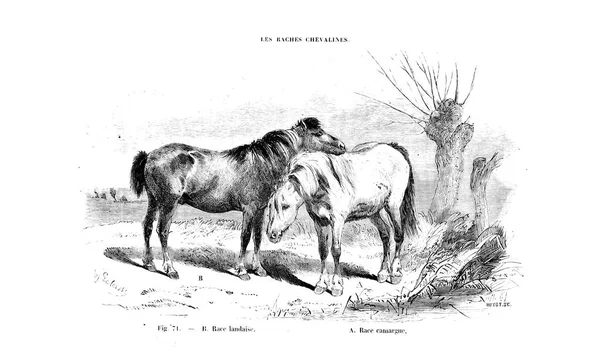Illustratie Van Een Paard Oude Beeld — Stockfoto
