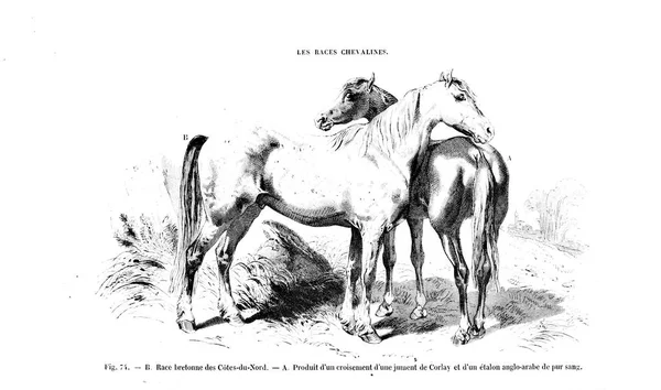 Иллюстрация Лошади Старое Изображение — стоковое фото