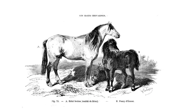 Illustrazione Cavallo Vecchia Immagine — Foto Stock